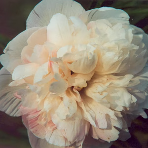 Paeonia off. Alba Plena