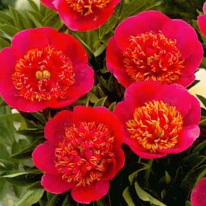 Paeonia off. Anemoniflora