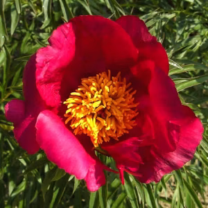 Paeonia anomala Laa