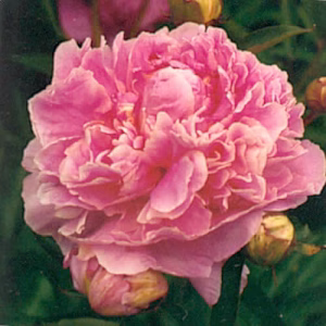 Dr. Alexander Fleming