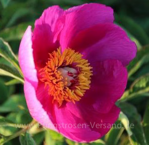 Paeonia officinalis