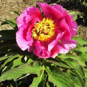 Paeonia off. Mollis