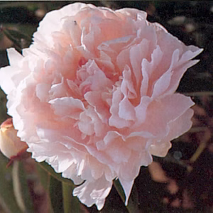 Mon. Charles Leveque