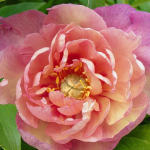 Magical Mystery Tour