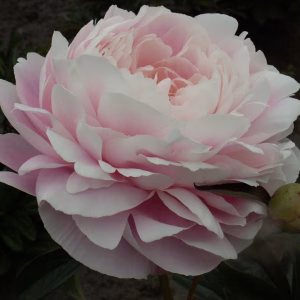 Mrs. F. D. Roosevelt