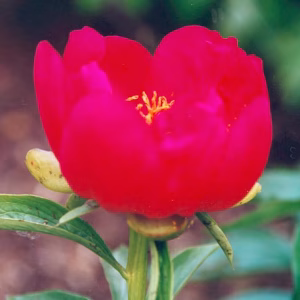 Paeonia per. Otto Froebel