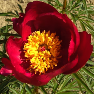 Paeonia x smouthii