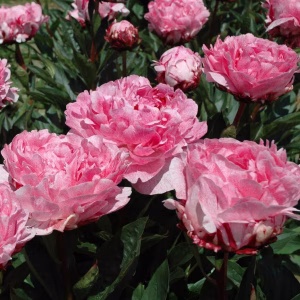 Pietertje Vriend Wagenaar