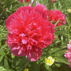 Paeonia off. Rosea Plena