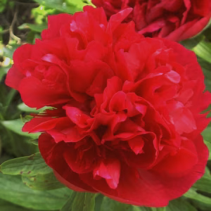 Paeonia off. Rubra Plena