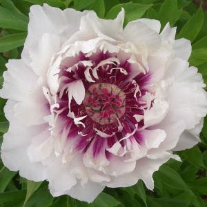 Rosy Prospects (Raggedy Ann)