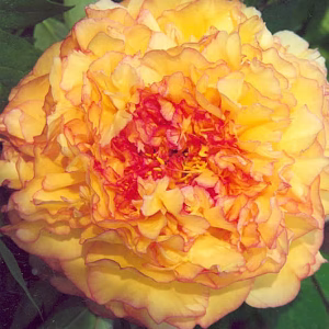 Souvenir de Maxime Cornu