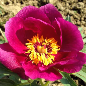 Paeonia off. ssp. humilis