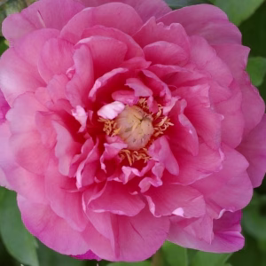 Strawberry Creme Brulee