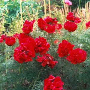 Paeonia ten. Flore Plena