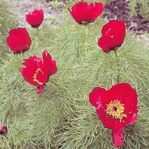 Paeonia tenuifolia