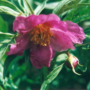 Paeonia veitchii