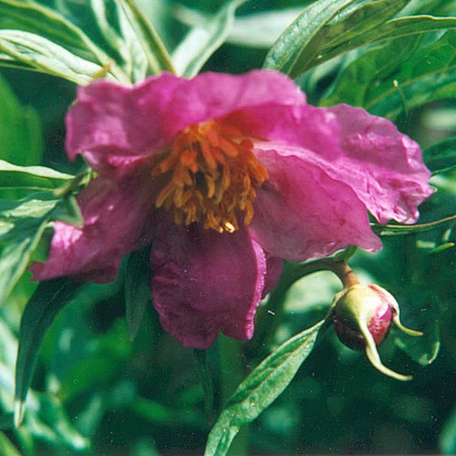 Paeonia veitchii