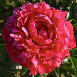 Victoire de la Marne