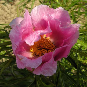 Paeonia x klausii