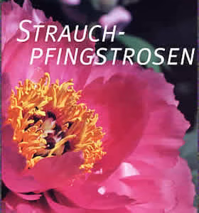 Strauch-Pfingstrosen