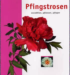 Pfingstrosen