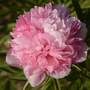 Paeonia off. Mutabilis Plena